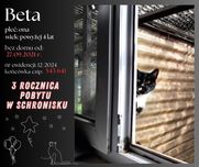 Beta szuka domu!