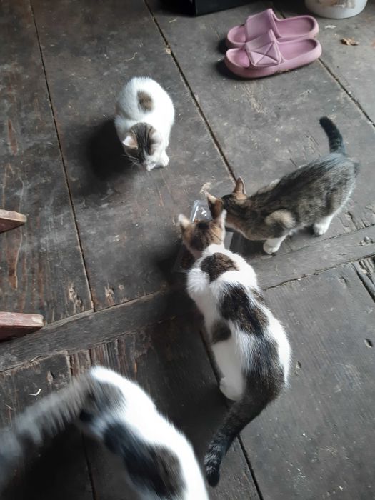 Śliczne kotki do oddania. 8