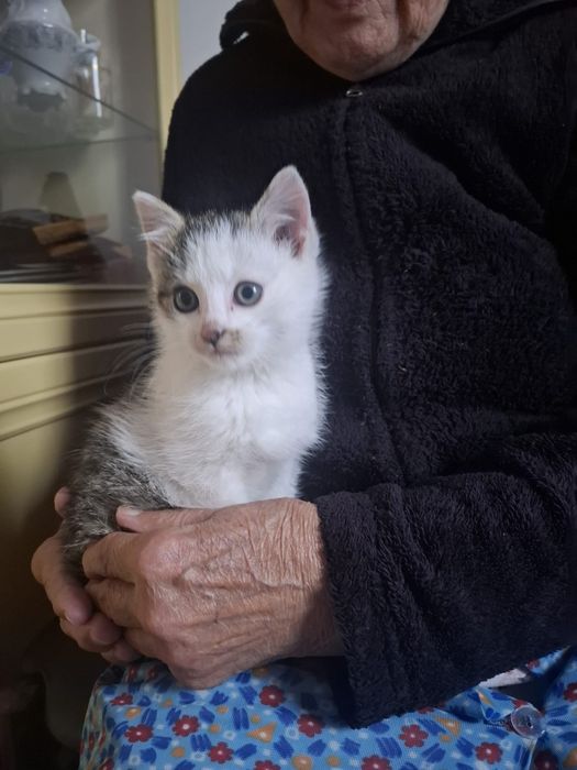 Oddam kotka za darmo