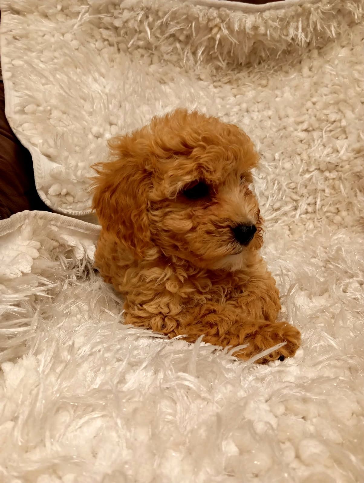 Cavapoo piękna  suczka