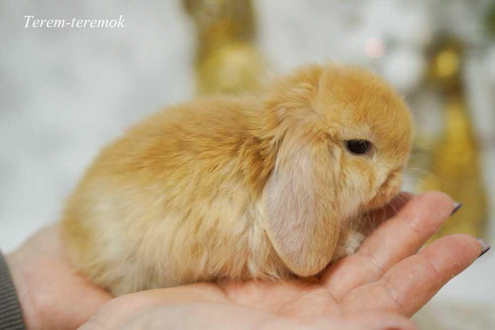 Карликовий кролик Mini Lop - найменша порода вислоушок!