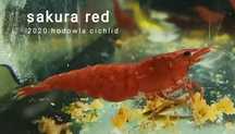 KREWETKA red sakura