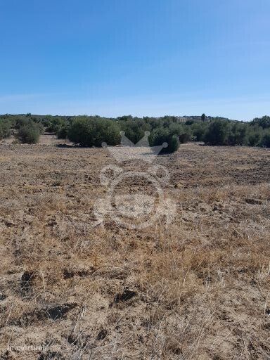 Terreno S. Pedro do Corval