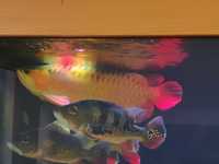 Arowana czerwona Super red SR 50cm