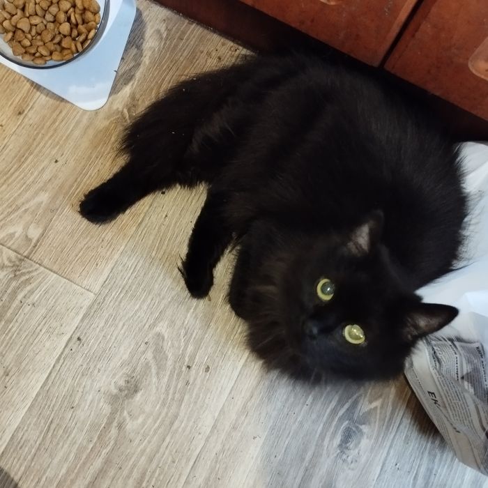 Дина в поисках семьи