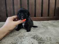 Shih Tzu pretinho
