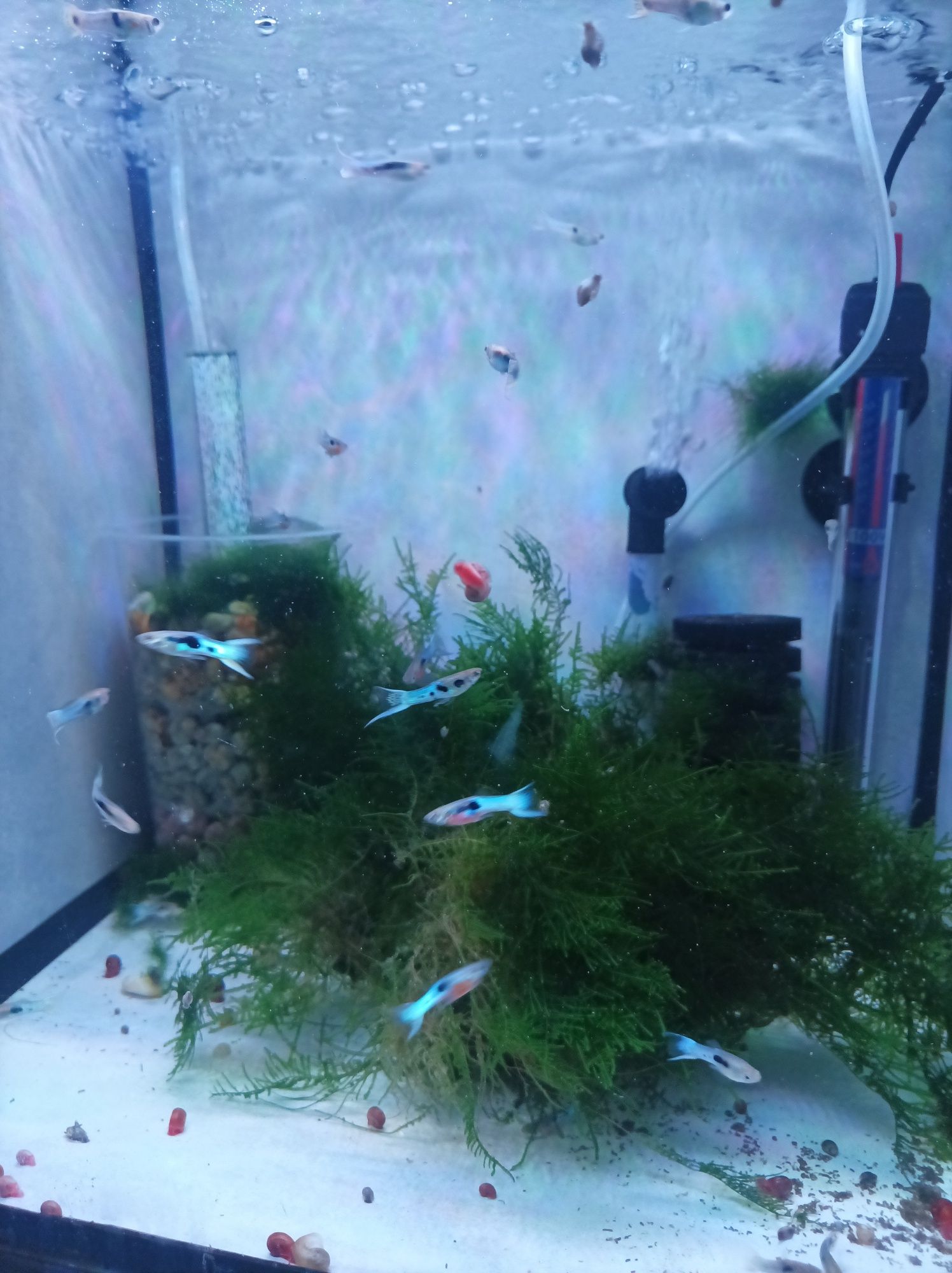 Endlers Japan Blue
