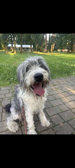 W typie: Polski Owczarek Nizinny - Świat może być dobry...