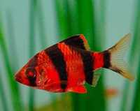 Барбус гло червоний рибка акваріумна
