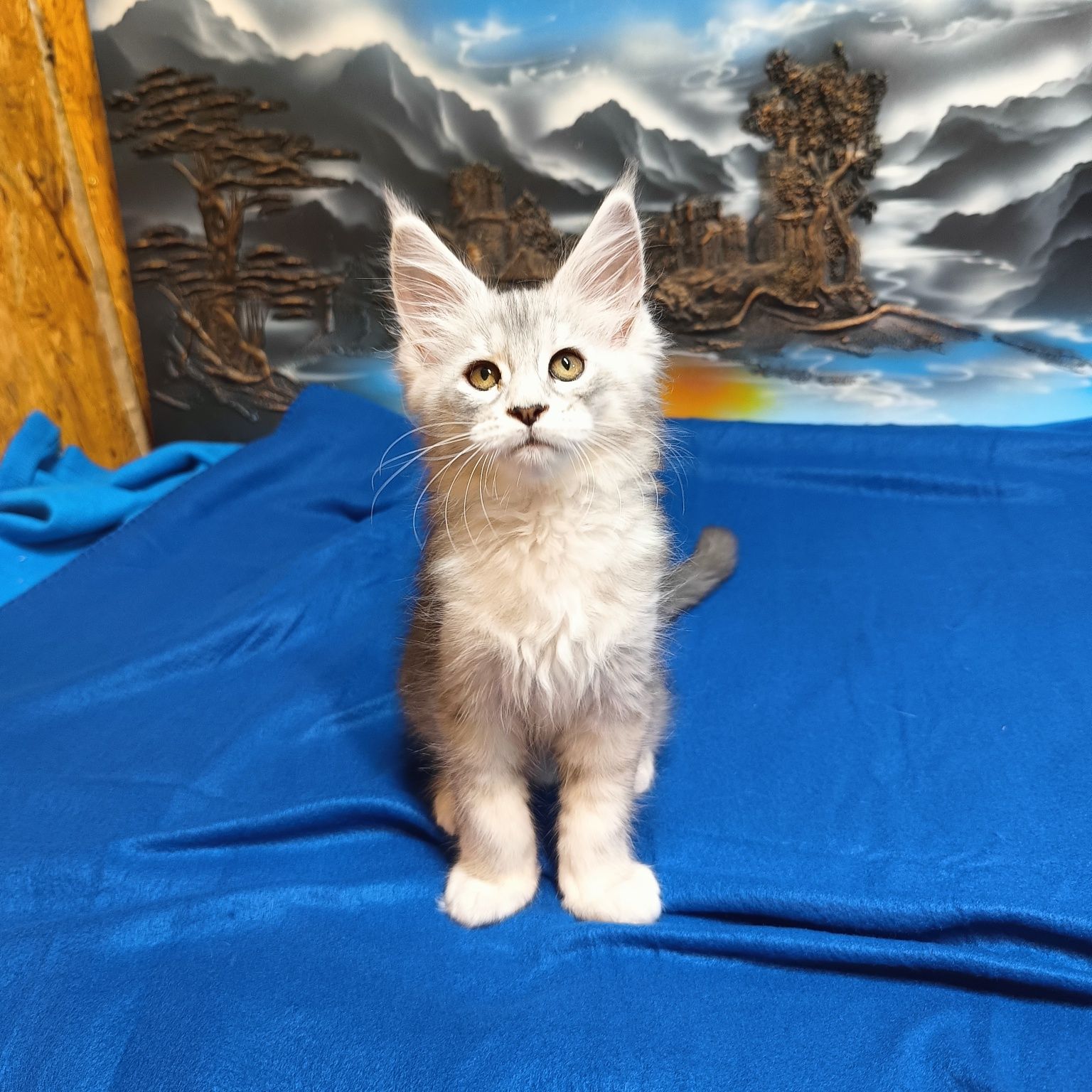 Srebrna koteczka Maine coon