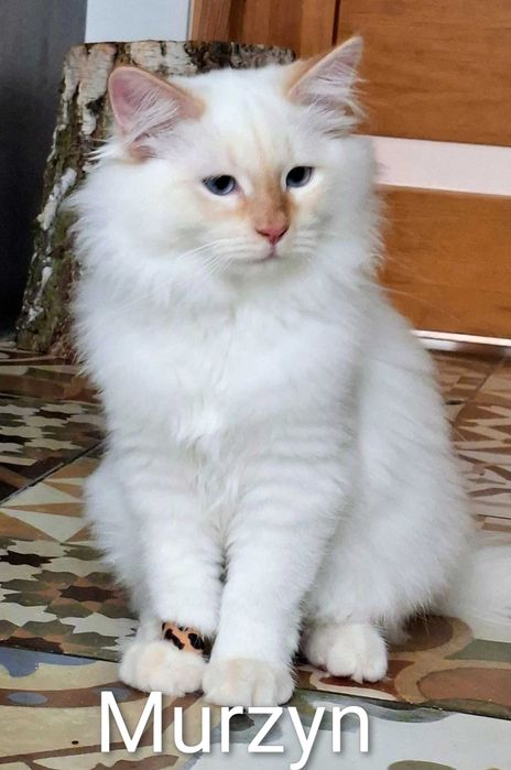Rezerwacja Kot Syberyjski BIAŁY