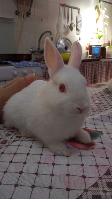 Coelhos anões brancos