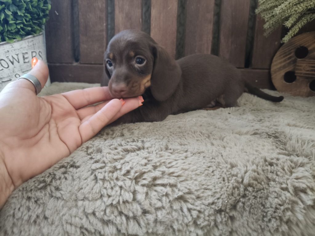 Teckel kaninchen macho com LOP