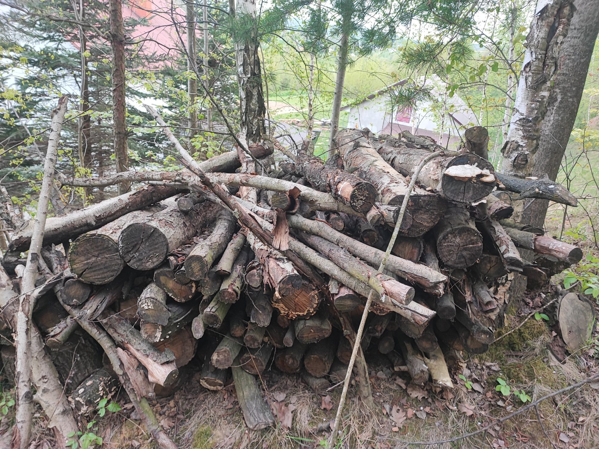 Drzewo opałowe dąb, olsza, wierzba 8 m3
