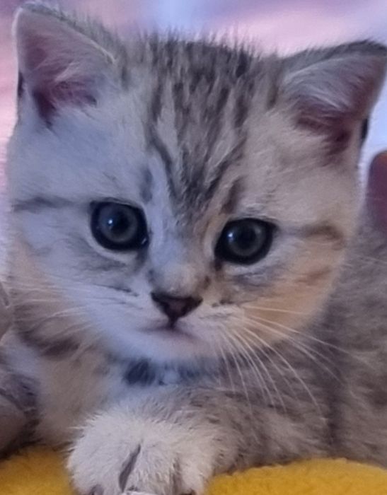 Продаються кошенята