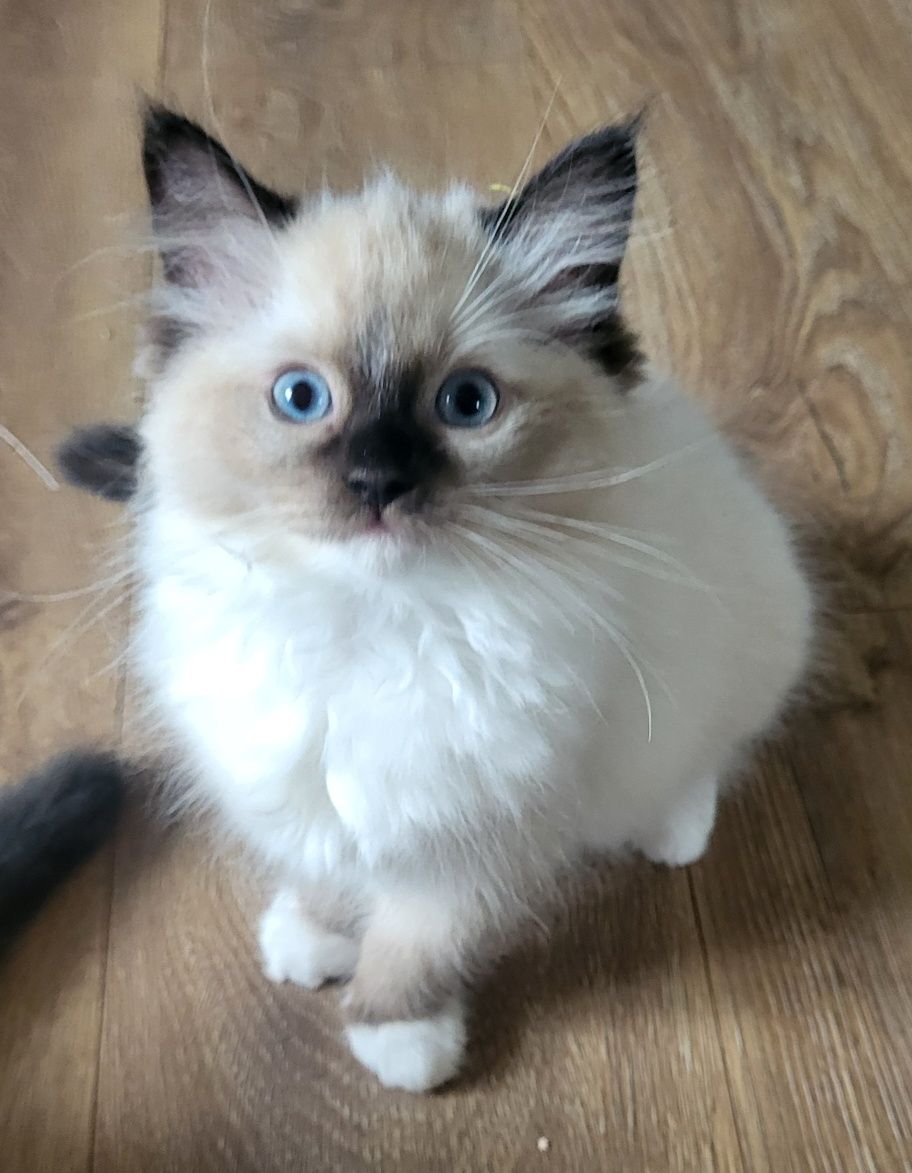 Ragdoll koteczka seal mitted