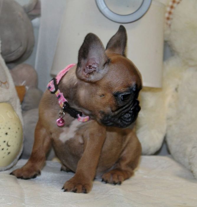 Розкішні французики