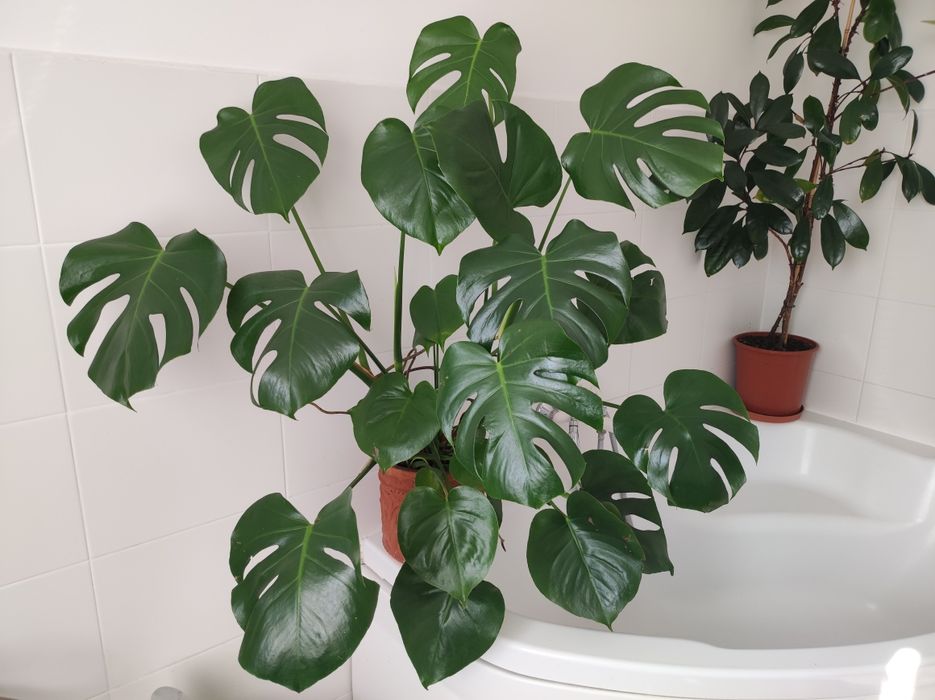 Monstera odbiór osobisty