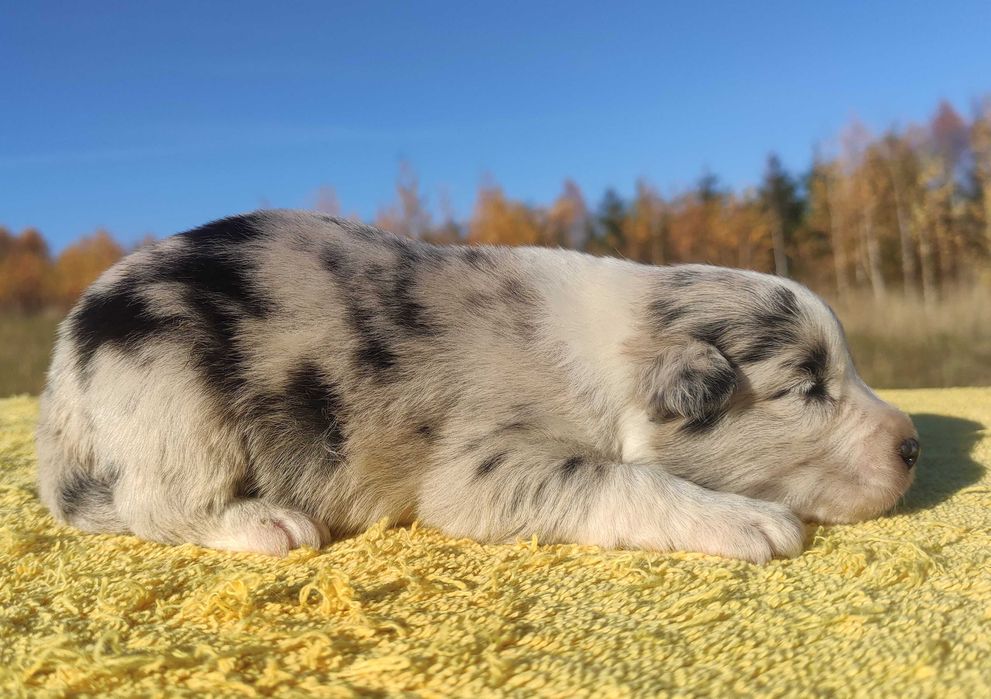 Szczenię BORDER COLLIE z Hodowli - Rasowy pies z pełną dok.
