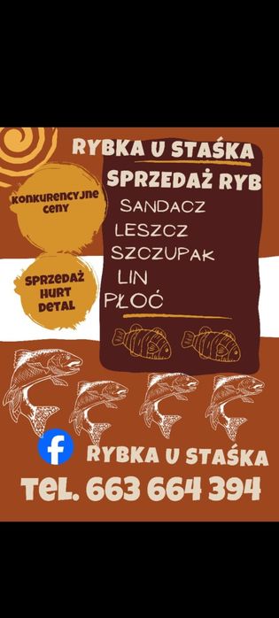 Świeże ryby Sandacz Karp