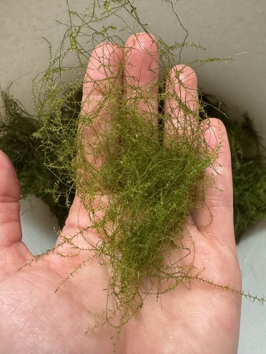 Знижка!!!Акваріумний мох: Крістмас мох, Яванський мох