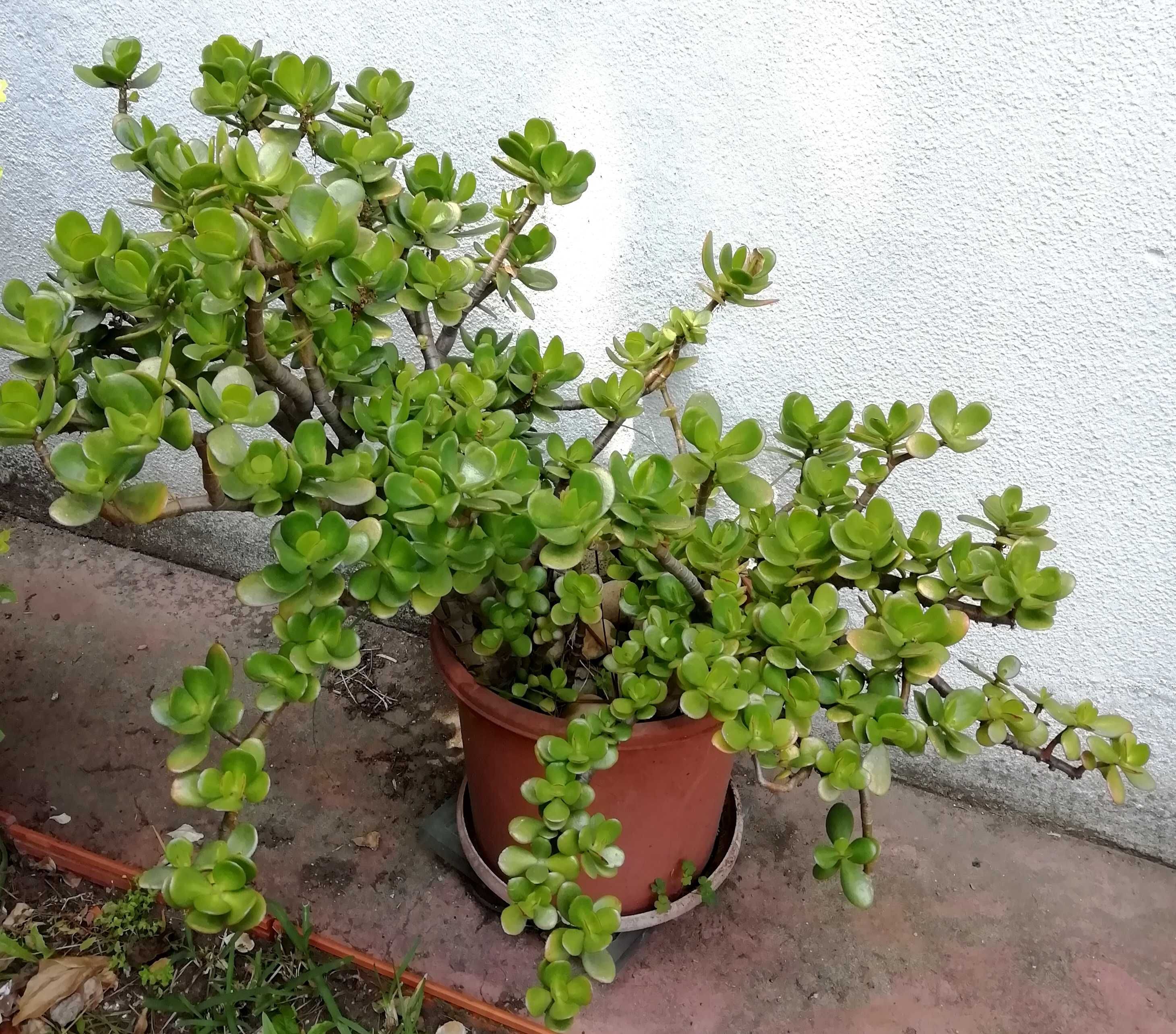 Planta Natural Jade (Crassula Ovata), atrai a Sorte e o Dinheiro