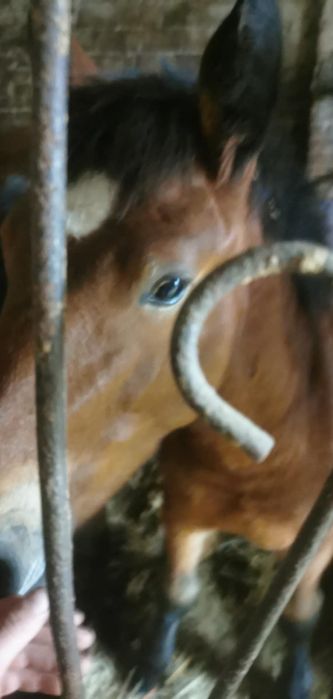 Konie źrebaki zdrowe zimnokrwiste