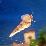 Malaysian trumpet snail / caracol trompeta da malasia (caracol de agua