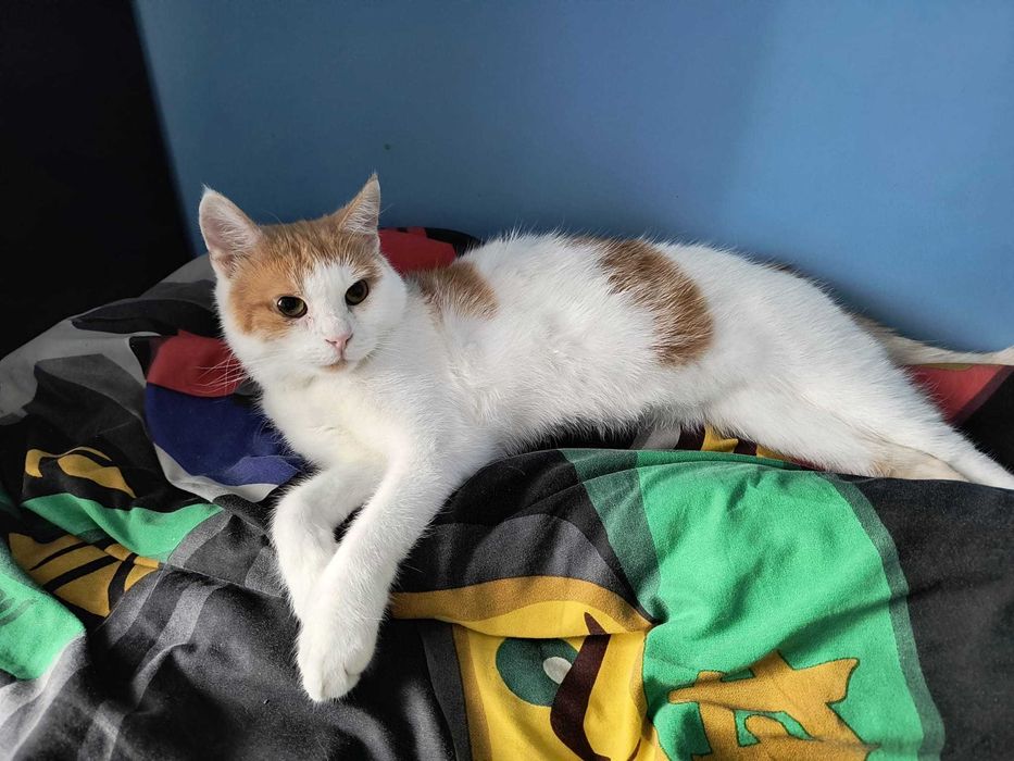Pinokio - piękny kot poleca się do adopcji