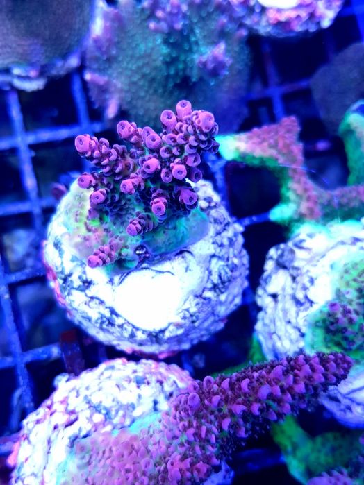 Acropora hiacyntus koralowiec akwarium morskie