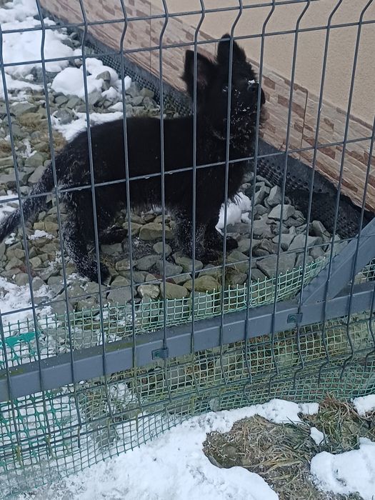 Owczarek niemiecki długowłosy