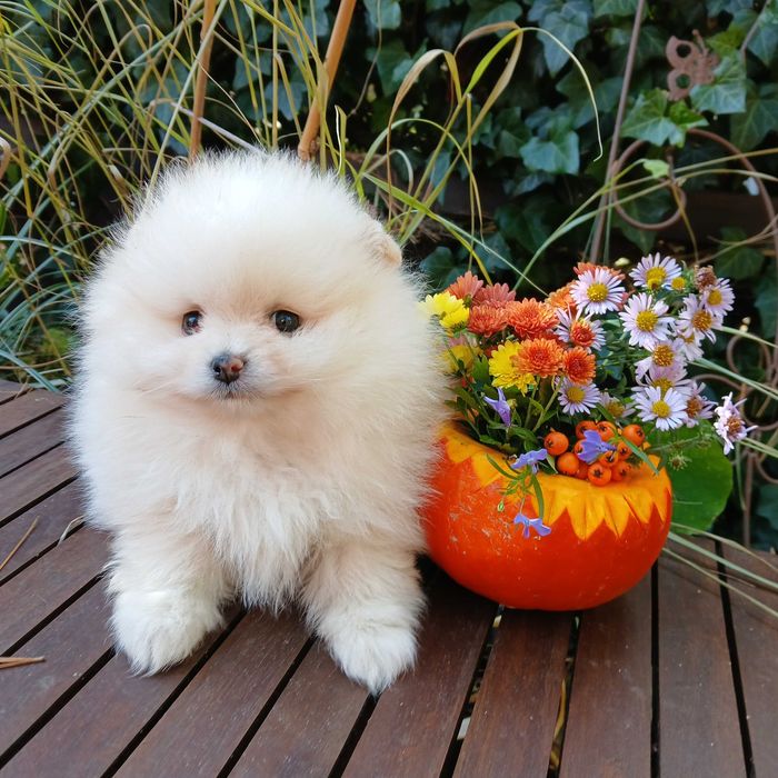 Suczka, typ misia, zadbana,  info instagram