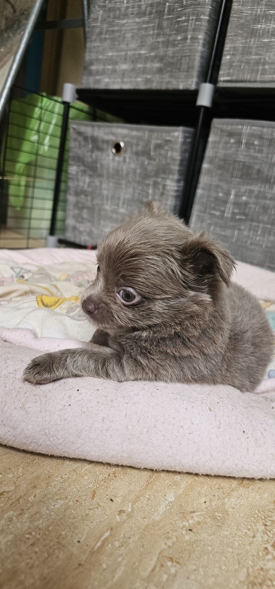 Chihuahua długowłosy błękitny
