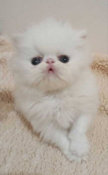 Персидські кошенята екстремального типу