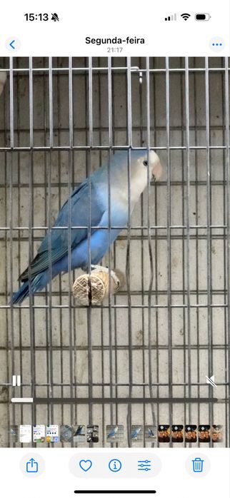 Macho agapornis roseicollis blue portador de palido