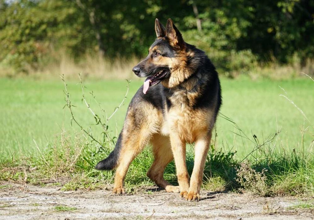 Satosz - przepiękny owczarek niemiecki szuka domu