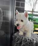 West highland white terrier. SUCZKA.  Badania CMO.