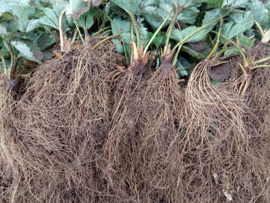 Брілла полуниця, клубніка