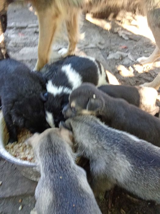 Щенята родились 9.08 в чергу их мама. метис овчарки длинношерстной.