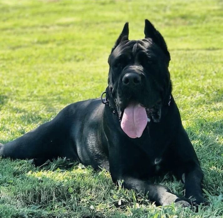 Крутезний пацан-Cane corso Italiano