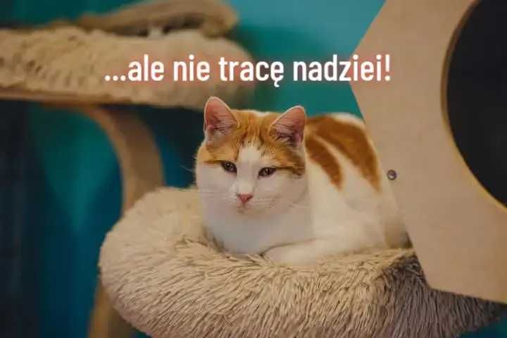 KOT KOTEK KOCUR rudy szuka kochającego domu!