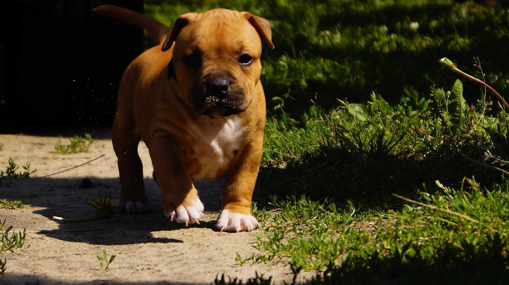 Amstaff FCI ,sunia Euforia,  do rezerwacji,  cudna