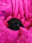 Piesek shih tzu do rezerwacji