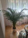 Palma Areca .Wysokość 150 cm.