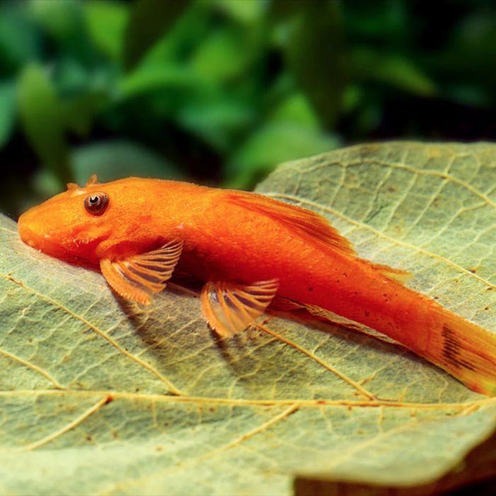 Zbrojnik Red ancistrus - glonojad