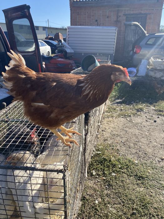 Молоді 4-х місячні курочки ЛОМАН-БРАУН