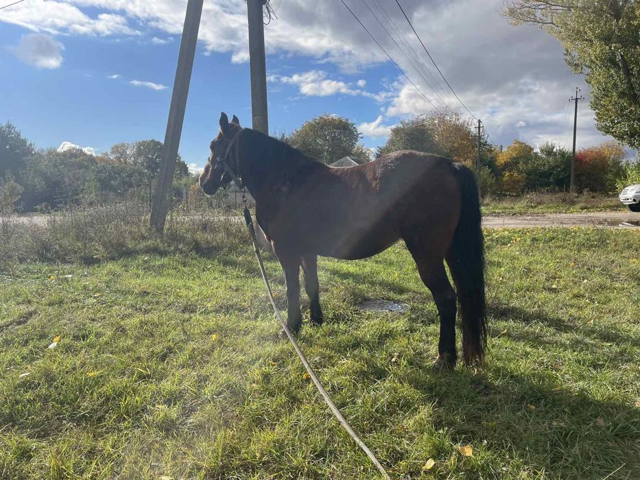 Продажа лошадей г Путивль