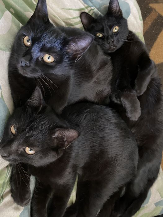 Кіт кішка кошенятя