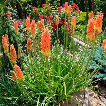 Продам саженцы книфофии