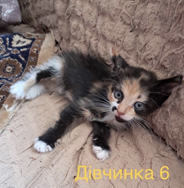 Кошенята шукають люблячі родини